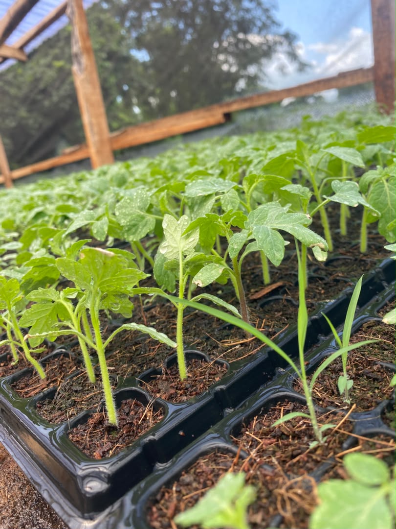 Young seedlings growing in individual nursery tray cells