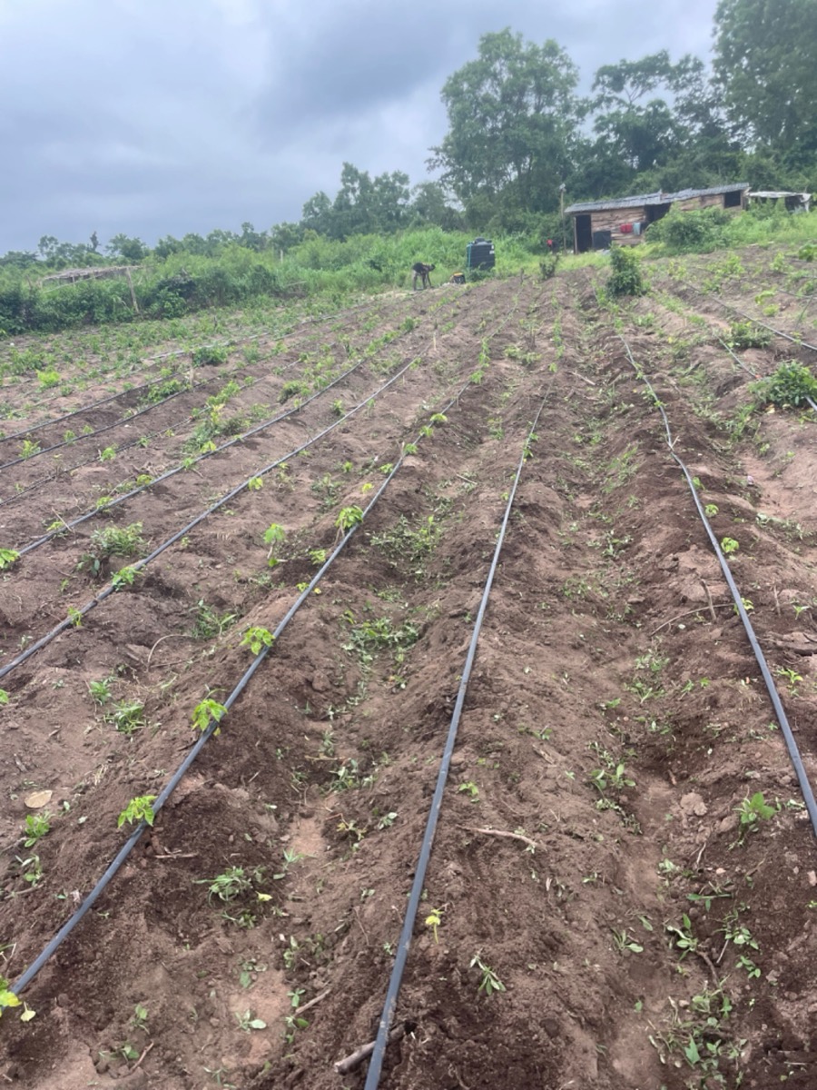 Pepper field rows with drip irrigation lines