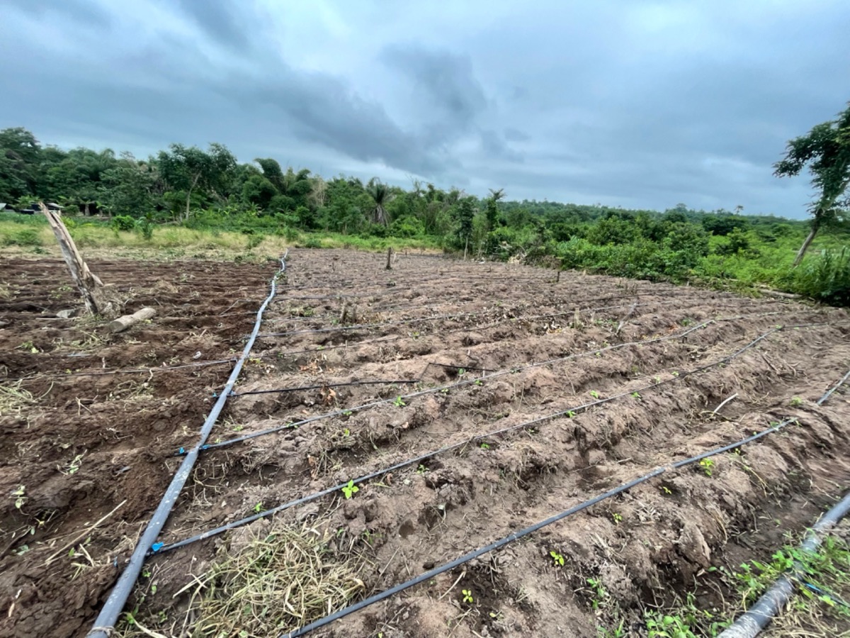 Prepared field rows with drip irrigation at Yemi Farms in Odeda