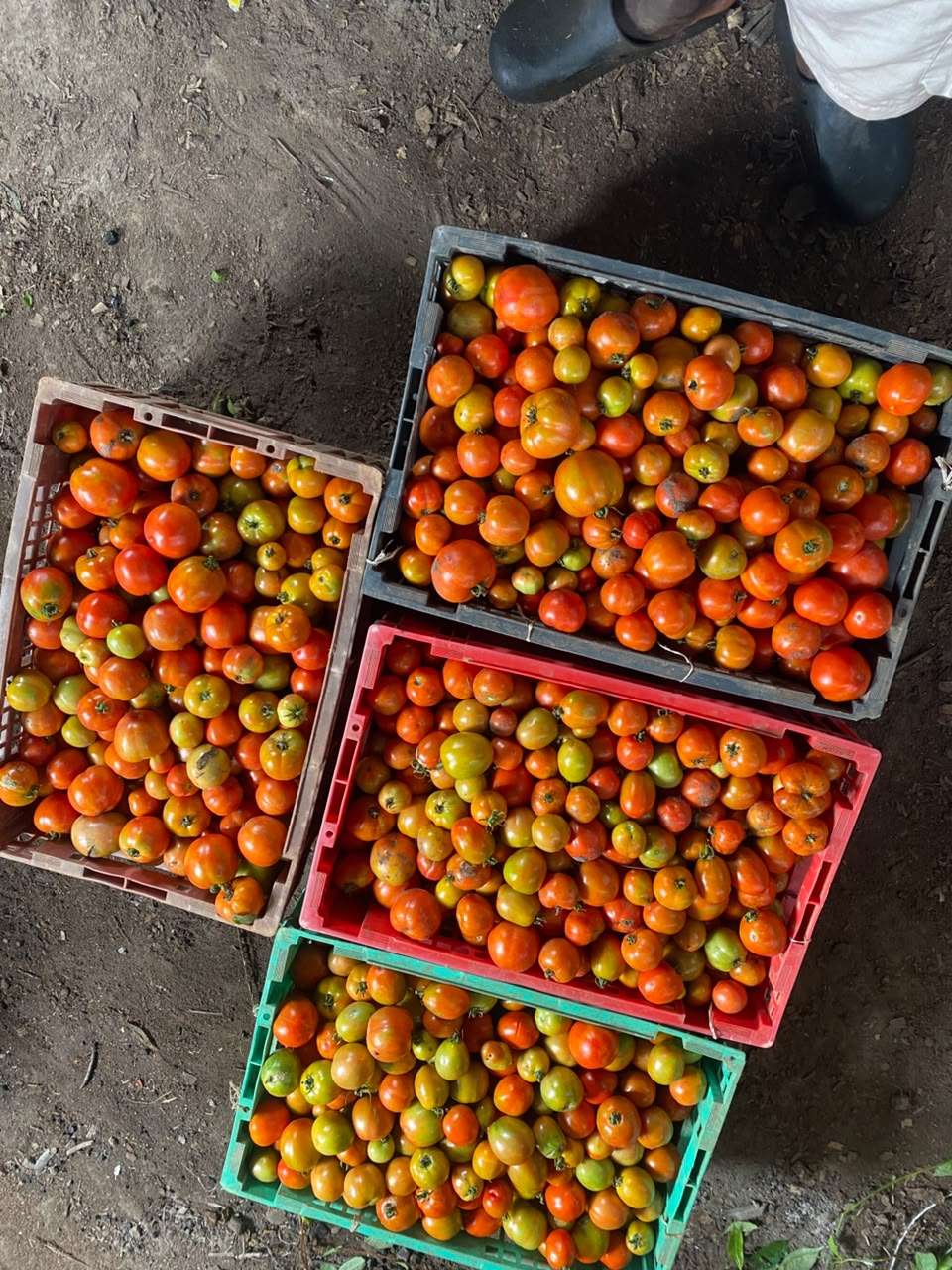 Harvested tomatoes at different stages of ripeness in crates at Yemi Farms